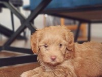 ORJİNAL TEACUP MALTİPOO YAVRULAR