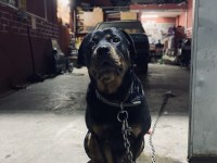 Dişi rottweiler