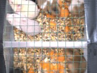 Toptan gonzales ve Suriye hamster