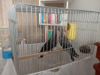 Eşli ince ses arap kumru güvercin