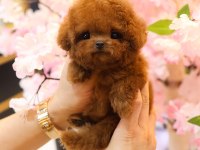 Wc eğitimli super zeki toy poodle bebeklerimiz
