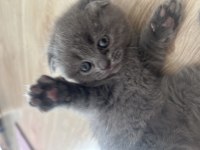 Safkan scottish fold