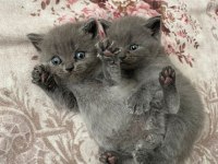 British Shorthair yavrulara acilen yuva aranmaktadır