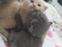 Scottish fold şirine yeni yuvasını arıyor