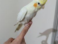 Yavru sultan papağanı ele alışkın