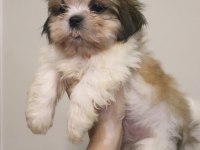 Ev Ortamında Büyüyen Safkan Shih Tzu Yavruları