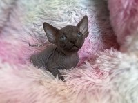 BLACK SPHYNX YAVRULARI OZYFELİNES