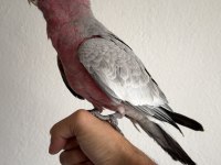 Ful evcil yavru gül kakadu