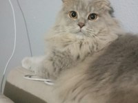 Kehribar Gözlü British Longhair Oğlum