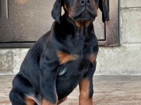 Dişi erkek doberman kapıda ödemeli güvenli sistem