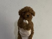 Ev üretimi İzmir de orjinal toy poodle