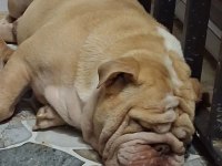 PREMİUM EGZOTİK İNGİLİZ BULLDOG ÖZEL DOST