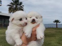 50 günlük pomeranian yavrular