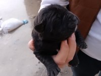 Cane corso yavrularımız doğmuştur