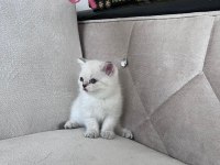 2 aylık yavru kedilerimiz sahiplendirilecek