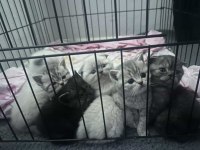 7 adet rezerveye açık british shorthair yavrularımız