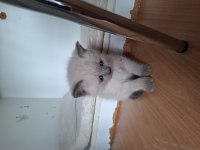 British shorthair bebeklerimiz