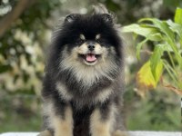 Black tan Pomeranian Boo erkek