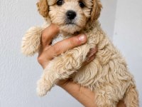 Tuvalet eğitimli maltipoo yavrular