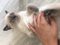 3 aylık british shorthair