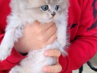 Blh Ay12 Dişi British Longhair