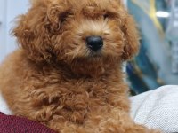IRK VE SAĞLIK GARANTİLİ TOY POODLE YAVRUMUZ
