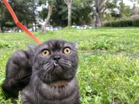 1 yaşında british shorthair