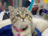 British shorthair yavrumuz