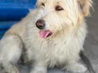 Terrier 2 yaşında maltese