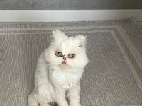 İRAN KEDİMİ ÜCRETSİZ SAHİPLENDİRİYORUM