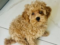 2 Aylık Aşıları Başlanmış Dişi Toy Poodle