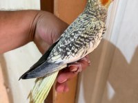 64 GÜNLÜK UYSAL SULTAN PAPAĞANI BEBEK