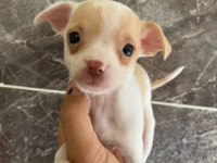Chihuahua sevgililer gününe özel kampanya
