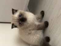 3 aylık scottish fold yeni yuvasını arıyor