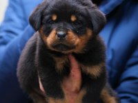 Şecereli şampiyon rottweiler yavrular