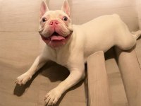 Kusursuz Erkek Fransız Bulldog