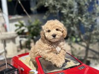 MİNİ F1 MALTİPOO YAVRULARIMIZ