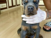 Şampiyon kan hattı A scr(Kif-FCI) özel renk doberman