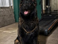 Sevgine zamanına emeğine değecek köpek arayanlara