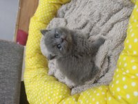 Acil dişi scottish fold ve british top surat yavrular