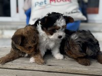 Show kalite tea cup morkie yavrular ziyarete açık