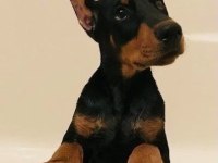 DÜŞMANA KORKU SALAN DOBERMAN EJDERLER