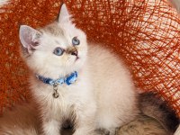 British Shorthair Silver Point