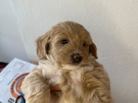 1.5 AYLIK ORJİNAL MALTİPOO YAVRULARI