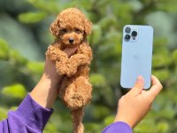 Toy poodle bebeklerimiz