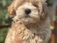 Maltipoo Bebekler