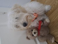 6 aylık erkek maltipoo teacup