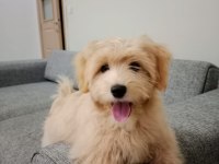 9 aylık maltipoo kızımı sahiplendirmek istiyorum