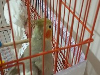 ALBİNO ERKEK GREY DİSİ SULTAN PAPAĞANLARI