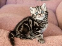 SAF KAN SİLVER TABBY BRİTİSH SHORTHAİR